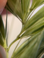Hordeum murinum glaucum
