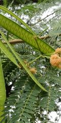 Leucaena leucocephala