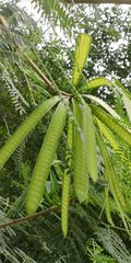Leucaena leucocephala