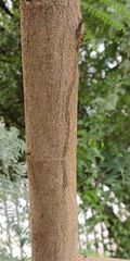 Leucaena leucocephala