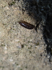 Chaetophiloscia elongata