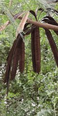 Leucaena leucocephala
