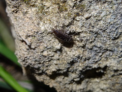 Chaetophiloscia elongata
