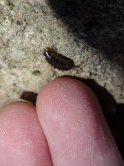 Chaetophiloscia elongata
