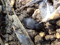 Licinus