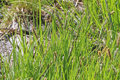 Carex scopulorum