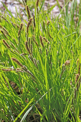 Carex scopulorum