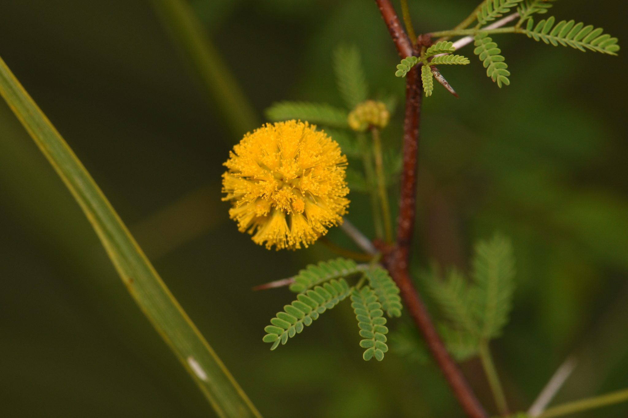 Vachellia farnesiana var. pinetorum