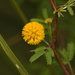 Pineland Acacia - Photo (c) Aidan Campos, some rights reserved (CC BY-NC), uploaded by Aidan Campos