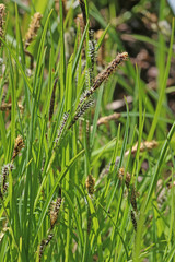 Carex scopulorum