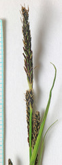 Carex scopulorum