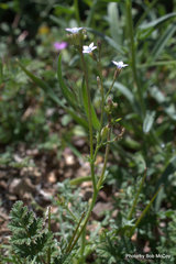 Gilia stellata