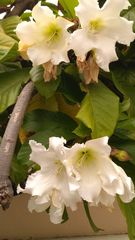 Beaumontia grandiflora