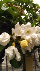 Beaumontia grandiflora