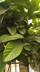 Beaumontia grandiflora