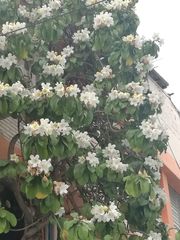 Beaumontia grandiflora