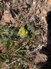 Lomatium austiniae