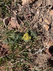 Lomatium austiniae