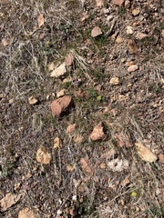 Lomatium austiniae