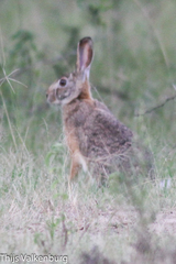 Lepus victoriae