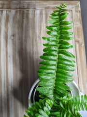 Nephrolepis obliterata