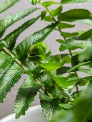 Nephrolepis obliterata