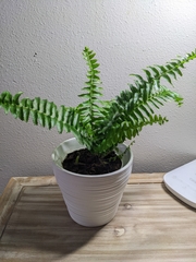 Nephrolepis obliterata