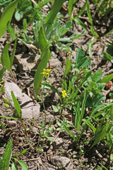 Draba crassifolia