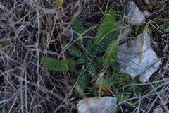 Echium vulgare pustulatum