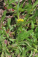 Draba crassifolia