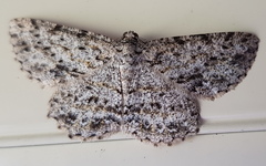 Thallogama pansticta