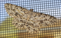 Thallogama pansticta