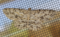 Thallogama pansticta