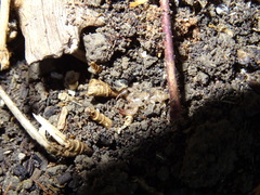 Euscorpius garganicus