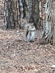 Sciurus carolinensis