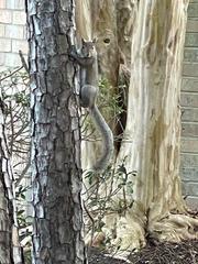 Sciurus carolinensis