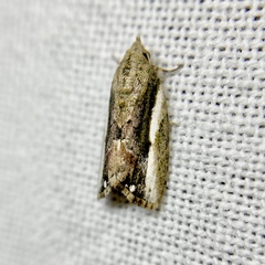 Etanna albisecta