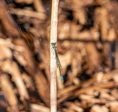 Austroagrion exclamationis