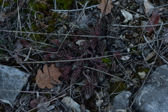 Petrosedum ochroleucum