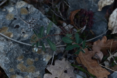 Euphorbia fragifera