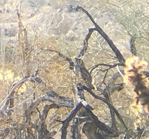 iNaturalist observation photo of Long-eared Owl