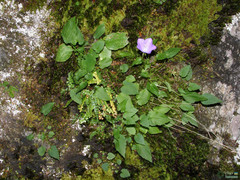 Campanula carpatica
