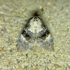 Acatapaustus leucospila
