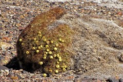 Maihueniopsis