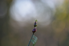 Asphondylia coronillae