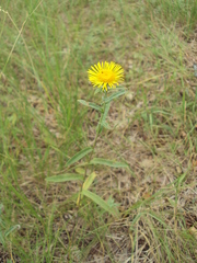Pentanema salicinum