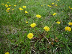 Taraxacum mucronatum