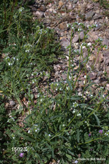 Cryptantha pterocarya pterocarya