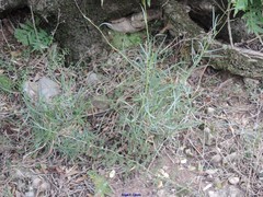 Bupleurum fruticescens