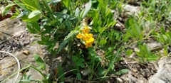 Lithospermum canescens